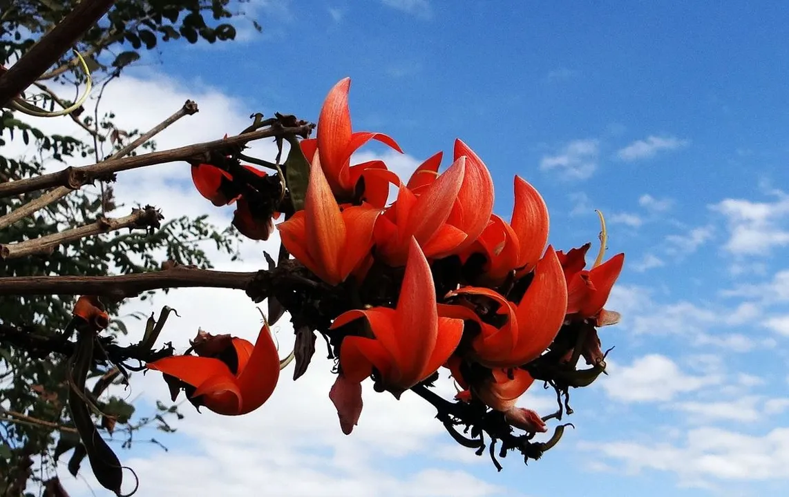  Why is Spring disappearing from India?