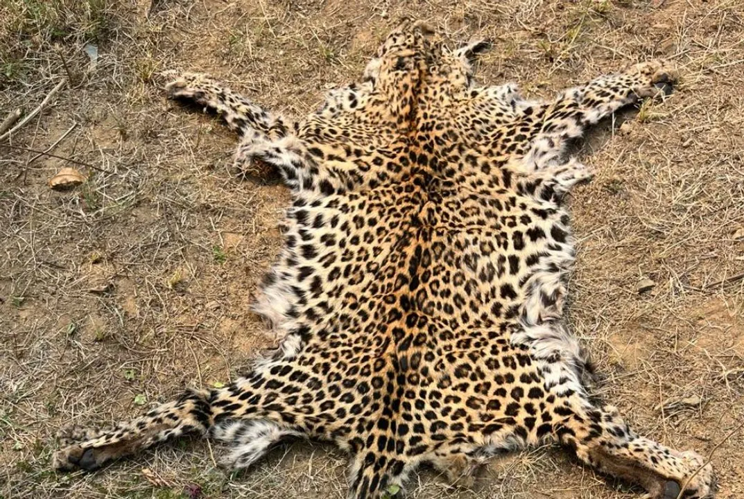  Leopard skin seized near Narla Railway Station in Odisha, two arrested