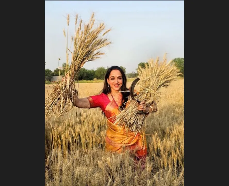 Hema Malini joins women harvesting wheat in Mathura