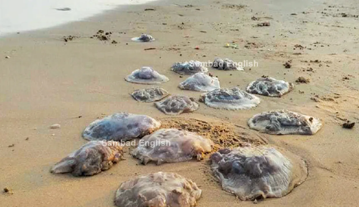  Hundreds of jellyfish carcasses found lying along Gopalpur beach in Odisha’s Ganjam