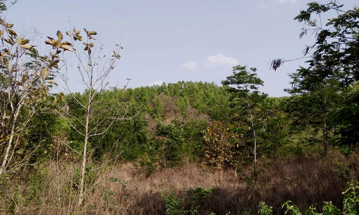  Climate-positive tree cover restoration is crucial to curb local warming: Study