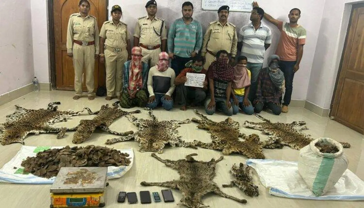  5 leopard skins seized, 7 wildlife criminals held in Odisha