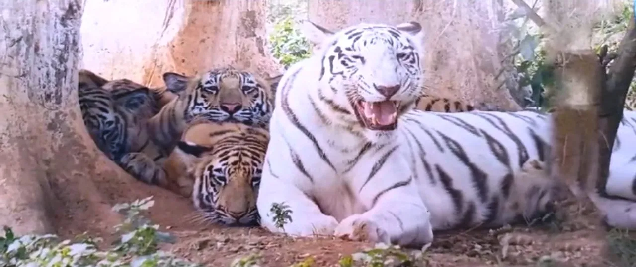  Tigress 'Sneha' dies at Nandankanan Zoo in Odisha