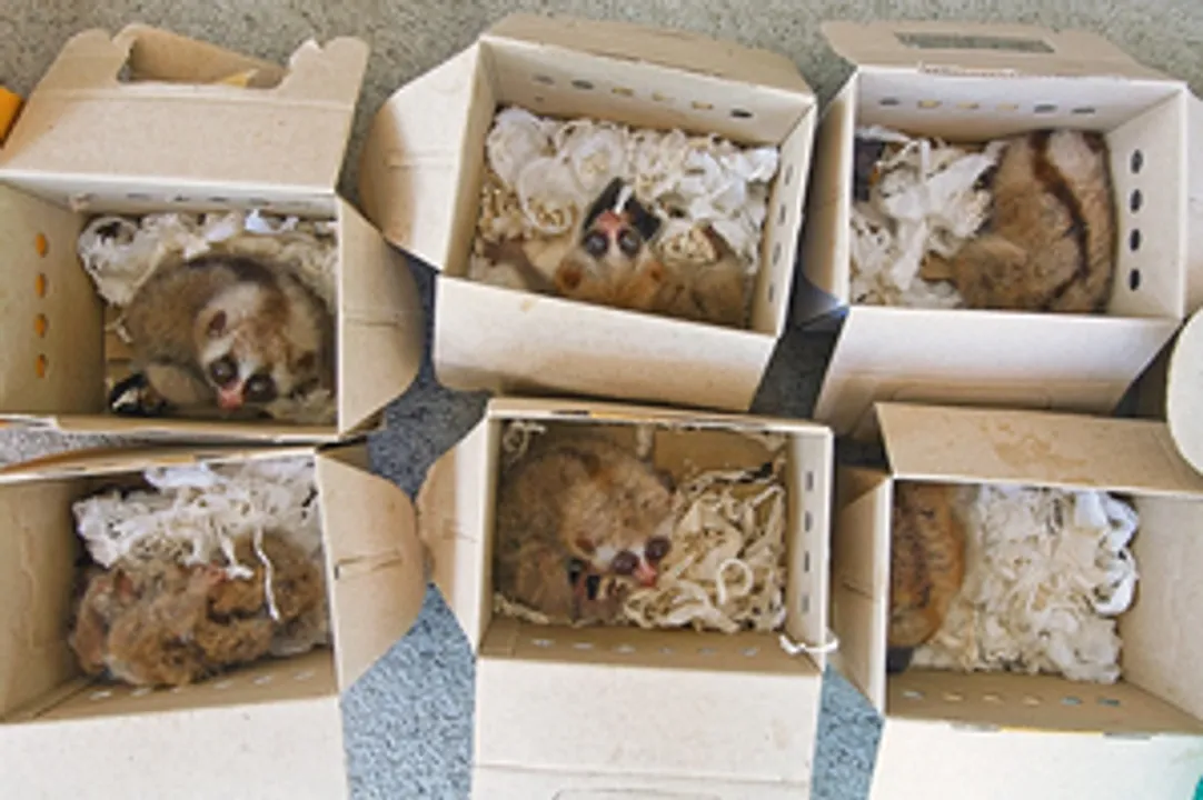  4,000 animal and plant species affected by smuggling worldwide