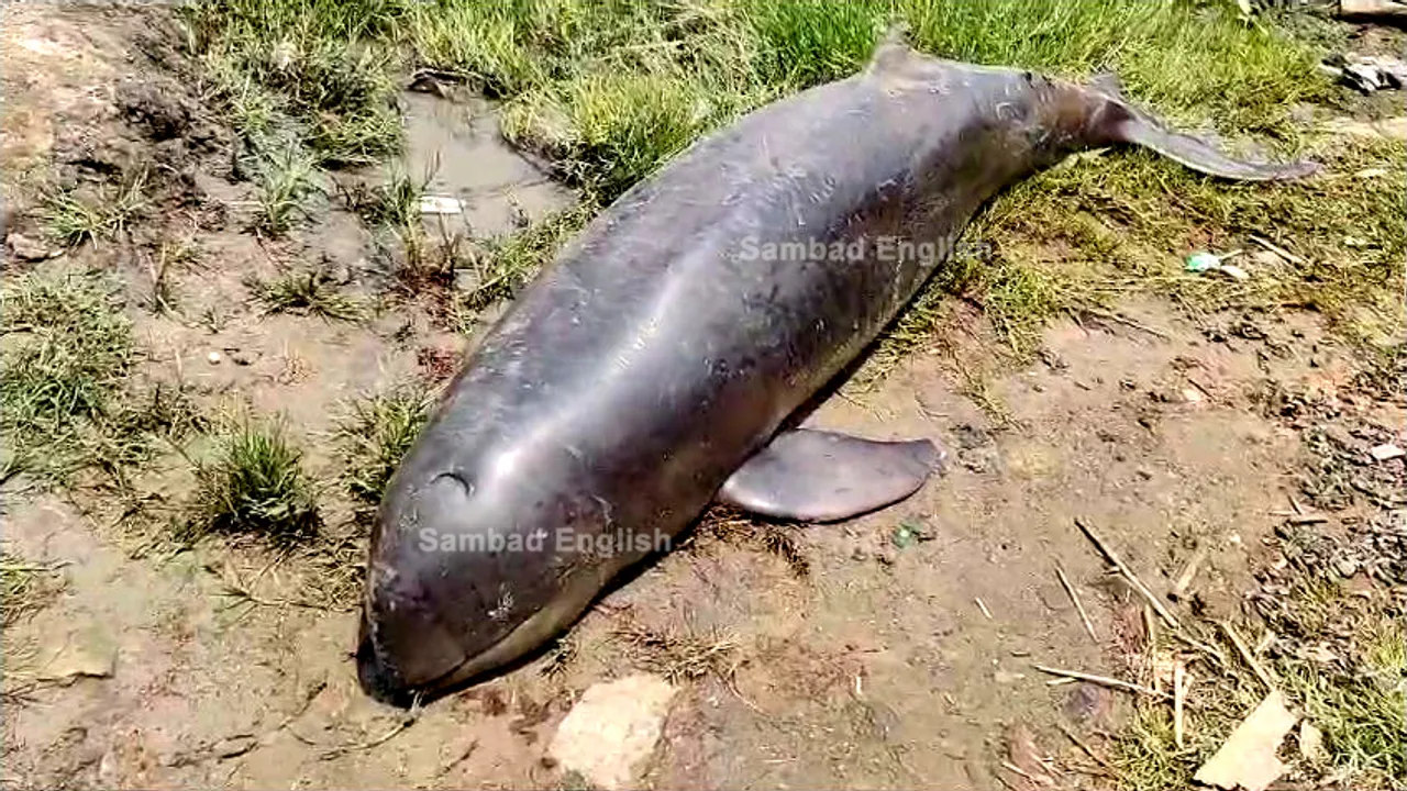  Carcass of Irrawaddy dolphin found on bank of Chilika Lake in Odisha’s Khurda