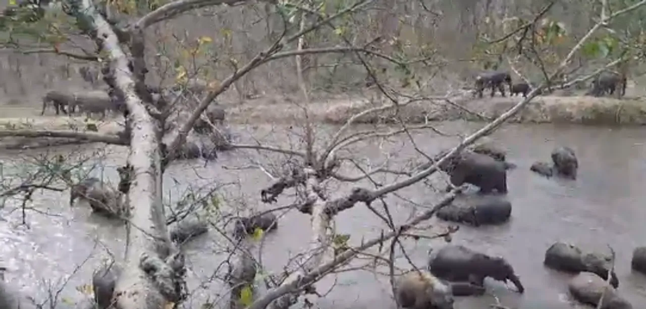  Elephants cool themselves off in pond inside Odisha forest; video goes viral