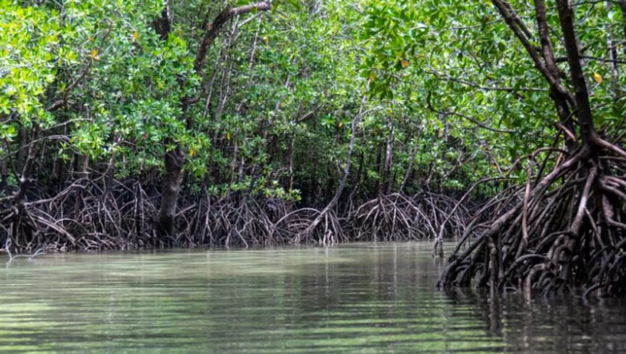  Mangroves: The first line of defence against cyclones, tidal ingress