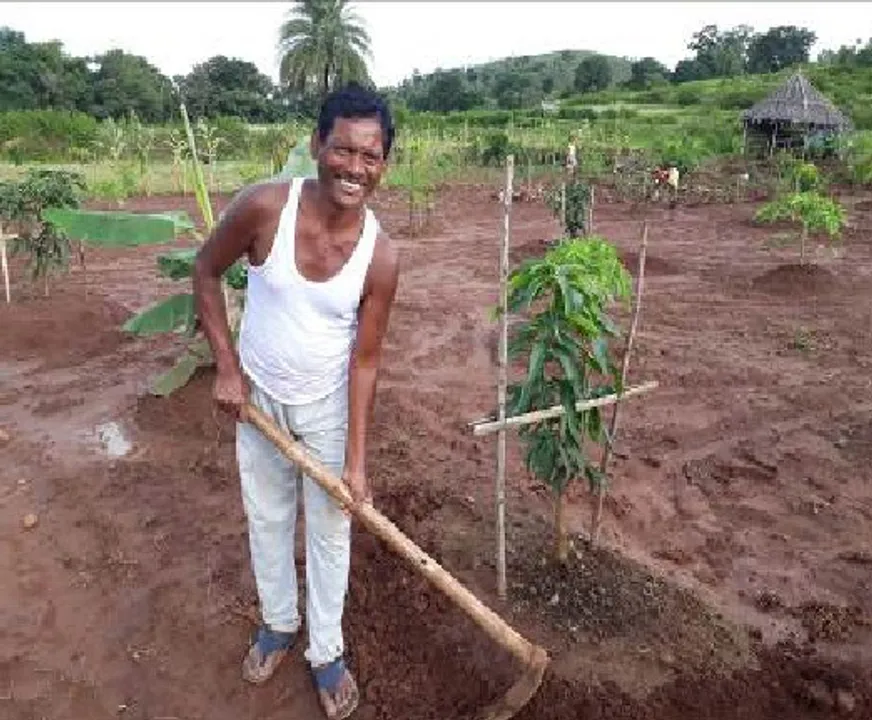  UAIL’s Project Wadi helping the farmers at Rayagada