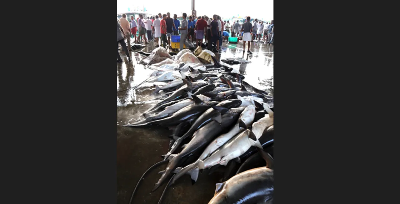  India and Oman to jointly undertake research on sharks and rays in Arabian Sea