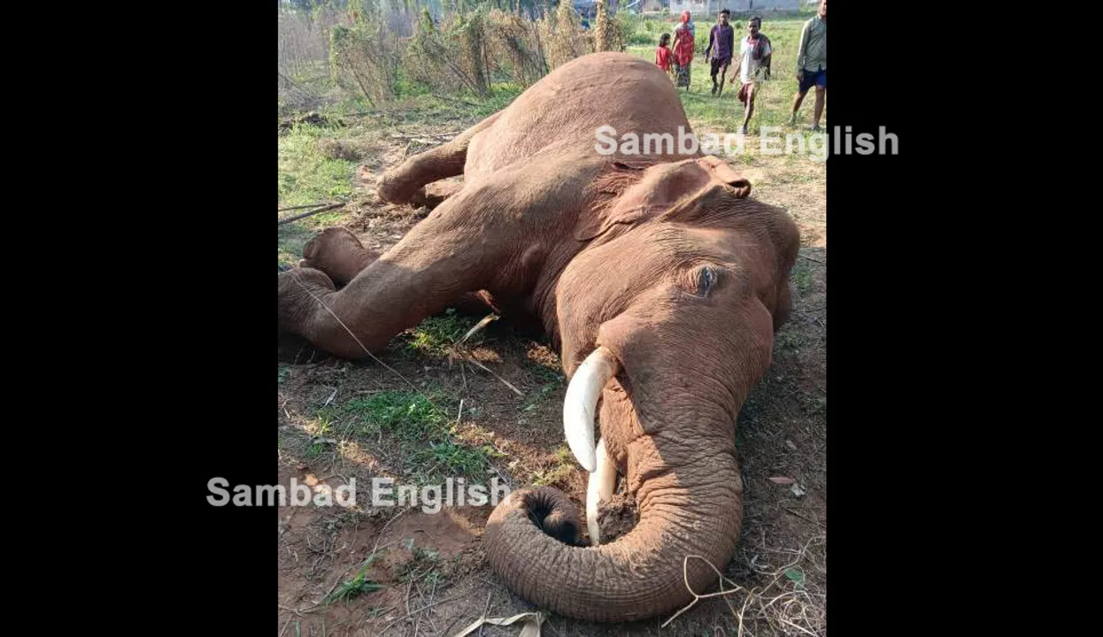  Tusker dies after coming in contact with live wire in Odisha’s Angul; probe on