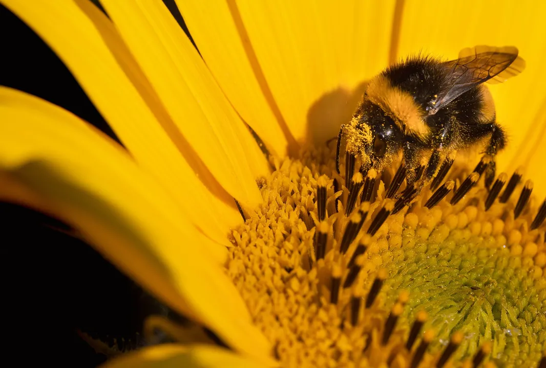  Bumblebees suffering from global warming. Here's why it's not good for Earth