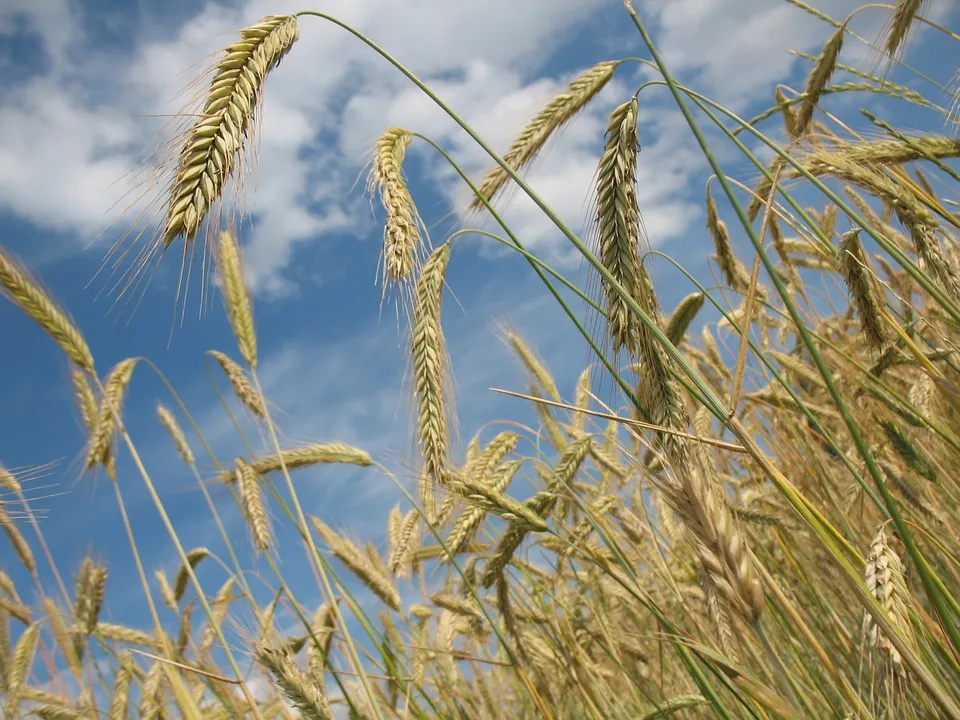  Shift from El Nino to La Nina could impact global food security: Experts