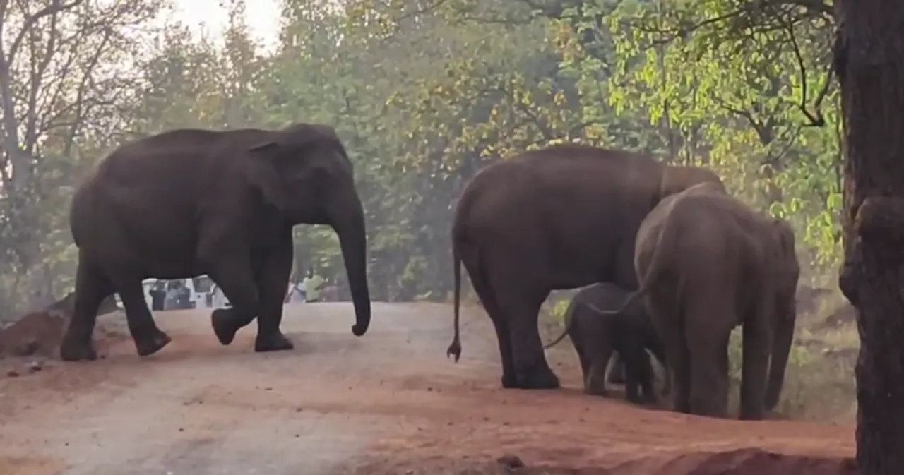  Elephant census held in Odisha after 7-yr gap; Know key stats