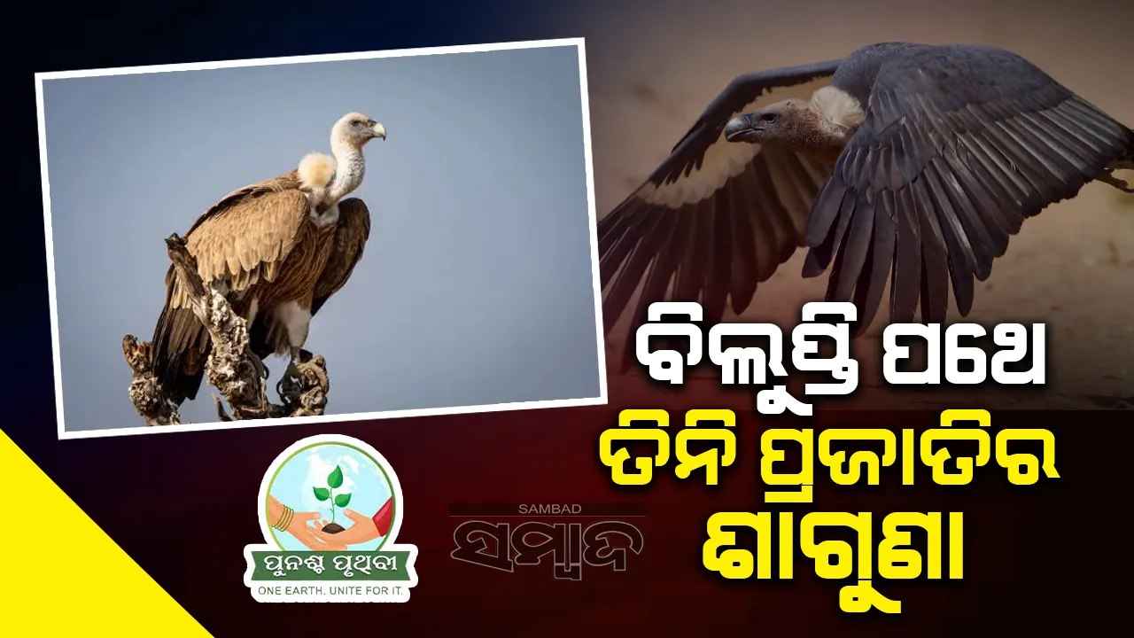  ବିଲୁପ୍ତି ପଥେ ତିନି ପ୍ରଜାତିର ଶାଗୁଣା