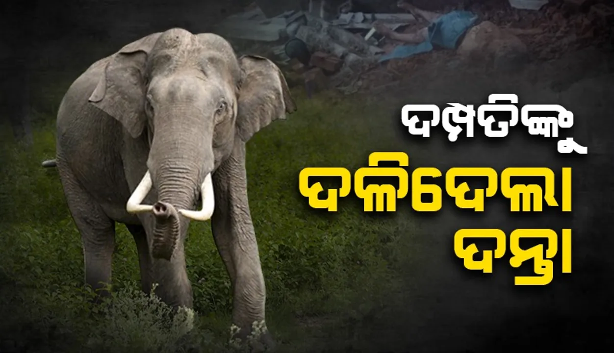  ହାତୀ ଆକ୍ରମଣରେ ଦମ୍ପତିଙ୍କ ମୃତ୍ୟୁ