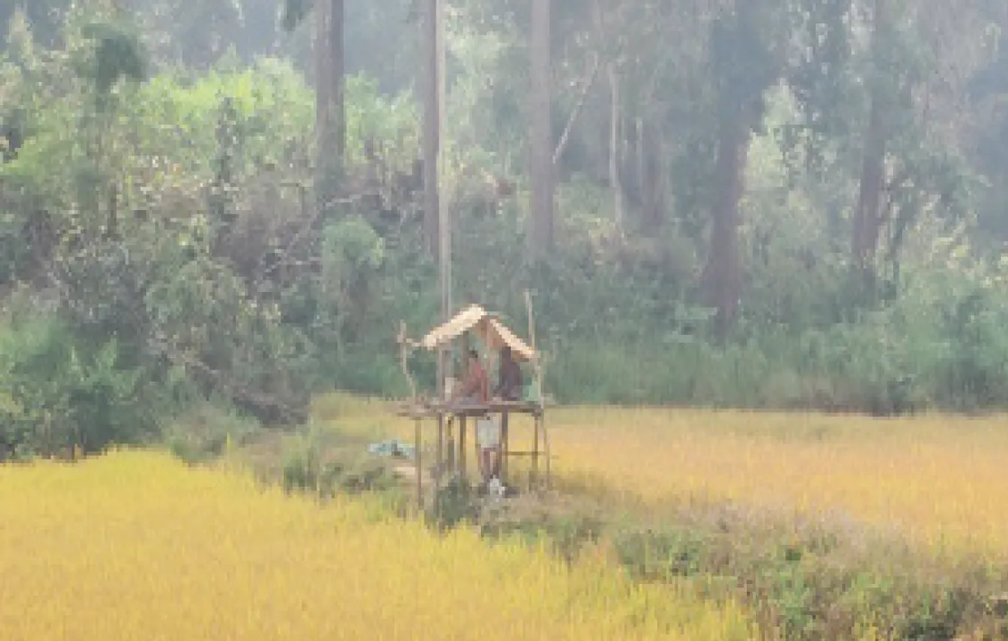  ହାତୀ, ବାର୍‌ହାଙ୍କ ଉପଦ୍ରବରେ ଚାଷୀ ନୟାନ୍ତ
