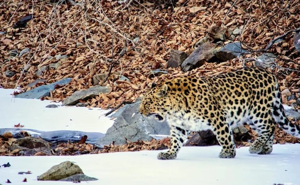  Photo: mammalwatching 