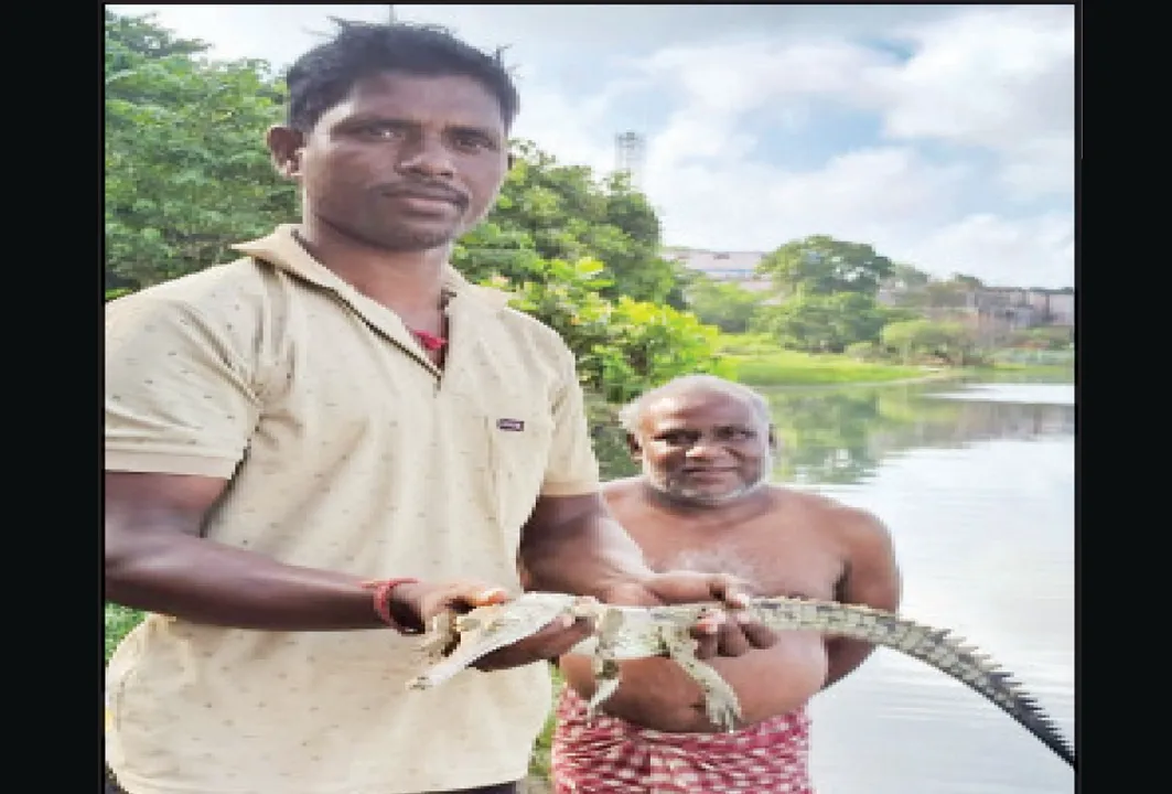  ମାଛଜାଲରେ ଥଣ୍ଟିଆ କୁମ୍ଭୀର ଛୁଆ