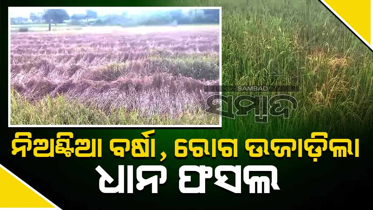  ଉଜୁଡୁଛି ଧାନ ଫସଲ, ଚିନ୍ତାରେ ଚାଷୀ