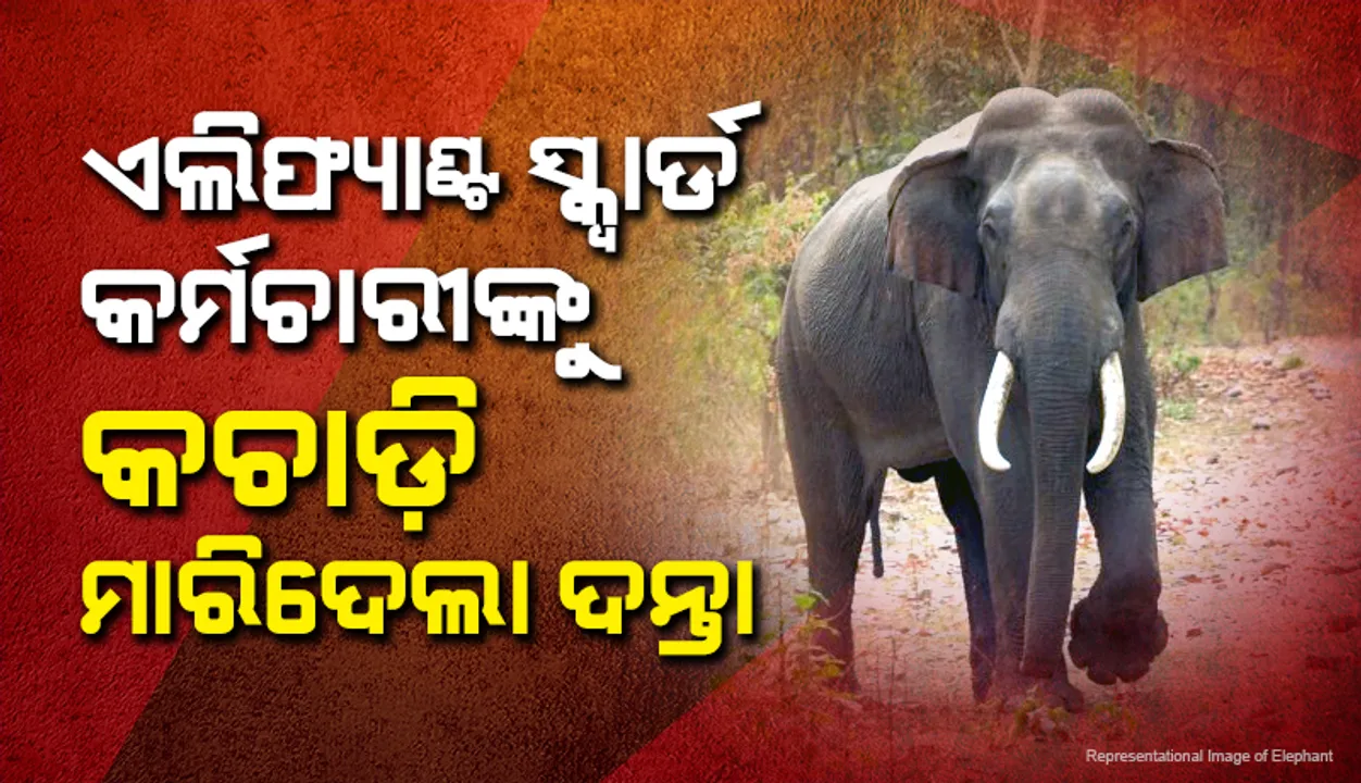  ହାତୀ ଘଉଡ଼ାଇବା ହେଲା କାଳ: ଏଲିଫ୍ୟାଣ୍ଟ ସ୍କ୍ୱାର୍ଡ କର୍ମଚାରୀଙ୍କୁ ଟେକି କଚାଡ଼ି ଦେଲା ଦନ୍ତା
