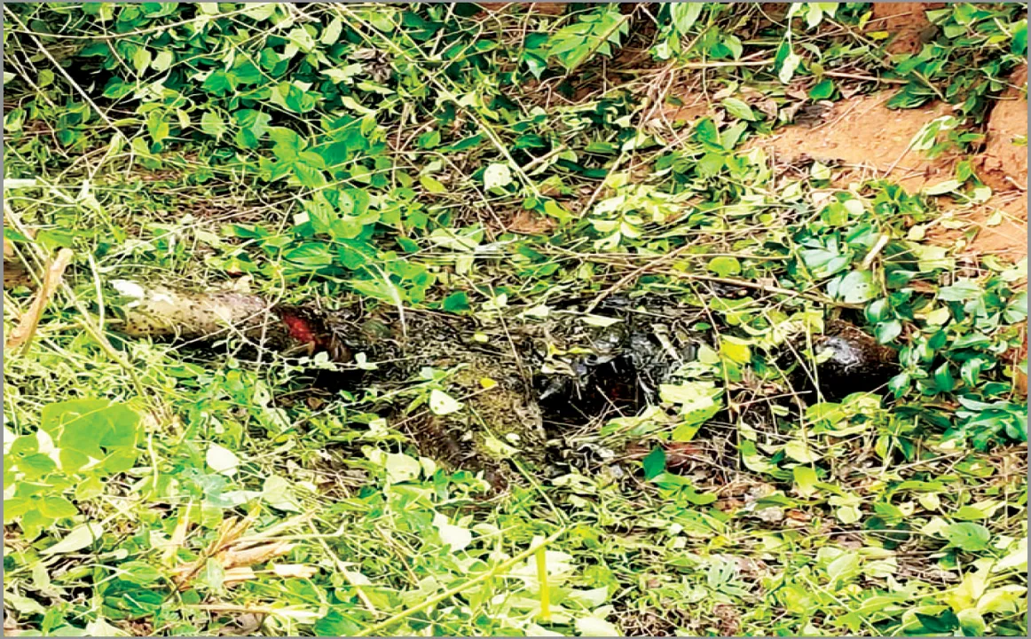  ଜଙ୍ଗଲରୁ ଗଳିତ ମୃତଦେହ ଉଦ୍ଧାର: ବାର୍‌ହା ପାଇଁ ବିଛା ବିଦ୍ୟୁତ୍‌ ତାର ଲାଗି ମୃତ୍ୟୁ ସନ୍ଦେହ