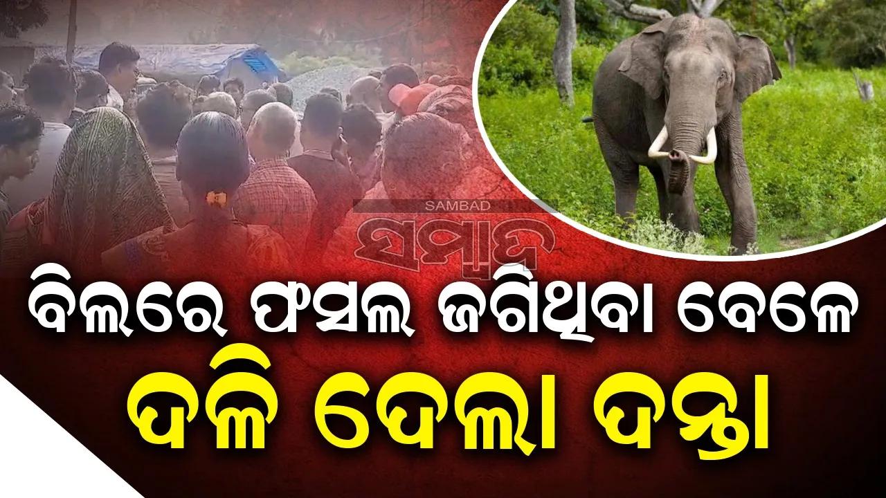  ବିଲରେ ଧାନ ଜଗିଥିବା ବେଳେ ଦଳି ଦେଲା ହାତୀ: ଚାଲିଗଲା ବୃଦ୍ଧଙ୍କ ଜୀବନ
