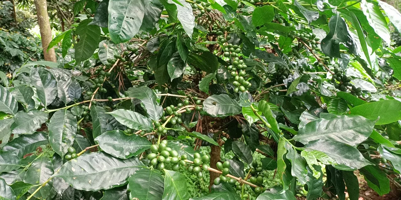  କୋରାପୁଟ କଫି: ବଢ଼ୁଛି ଚାହିଦା, ବ୍ୟବସାୟ ଟପିଲାଣି ଦେଢ଼ କୋଟି