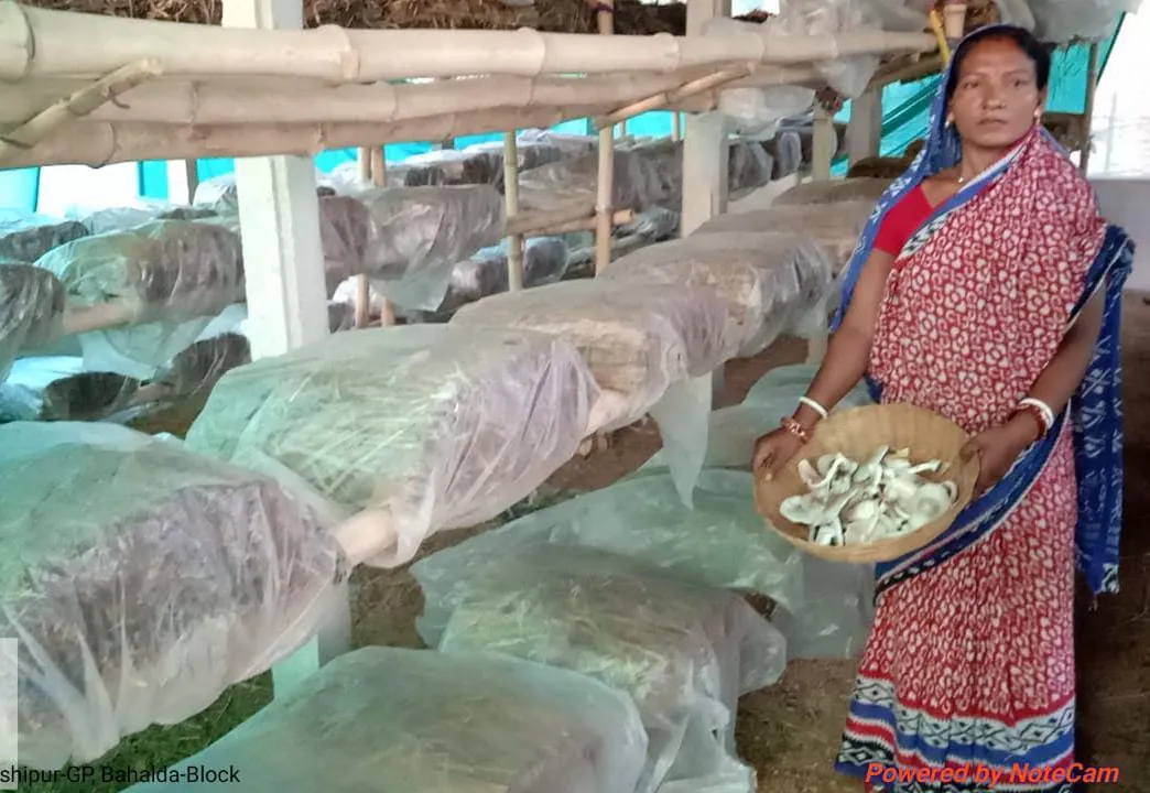  ସଫଳ ମହିଳା ଛତୁ ଚାଷୀ ସୋମବାରୀ ସର୍ଦ୍ଧାର