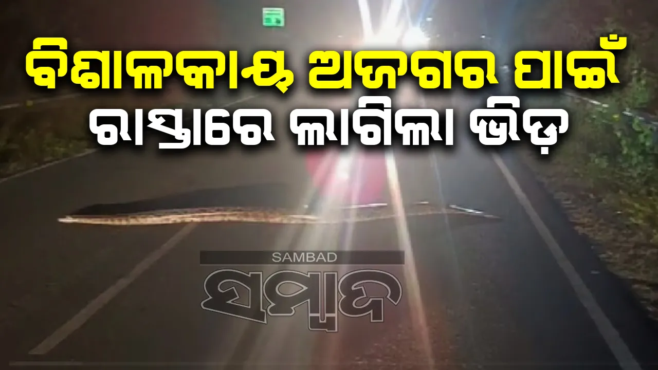  ବିଶାଳକାୟ ଅଜଗରକୁ ରାସ୍ତା ଅତିକ୍ରମ କରୁଥିବା ଦେଖି ଲୋକେ ହେଲେ ଭୟଭୀତ