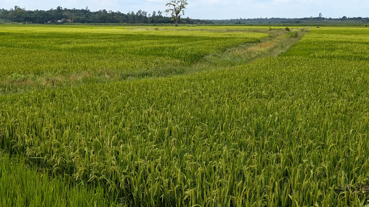  ଡିଜିଟାଲ ଫସଲ ସର୍ବେକ୍ଷଣ ମନ୍ଥର: ସରିଛି ୩୯ ପ୍ରତିଶତ