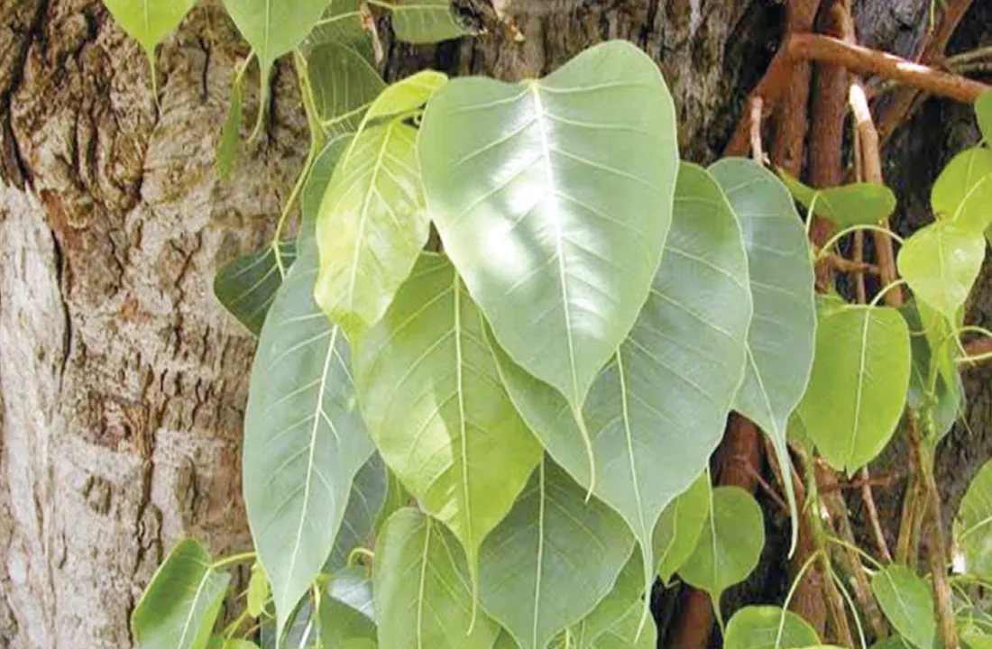  ସୁଭାଷିତ: ଅଶ୍ୱତ୍‌ଥ ବୃକ୍ଷ  ସାକ୍ଷାତ୍ ନାରାୟଣ