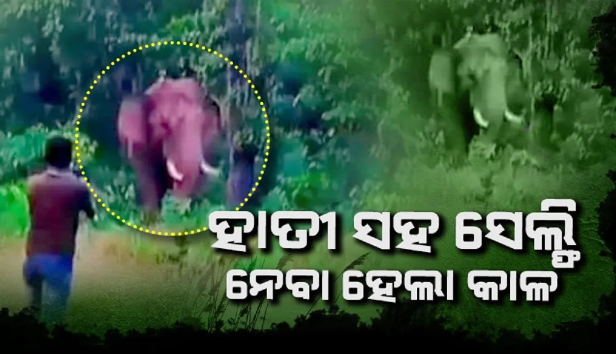  ଜଙ୍ଗଲୀ ହାତୀ ସହ ସେଲ୍ଫି ନେବାକୁ ଉଦ୍ୟମ କରୁଥିବା ବେଳେ ଜୀବନ ହରାଇଲେ ଯୁବକ
