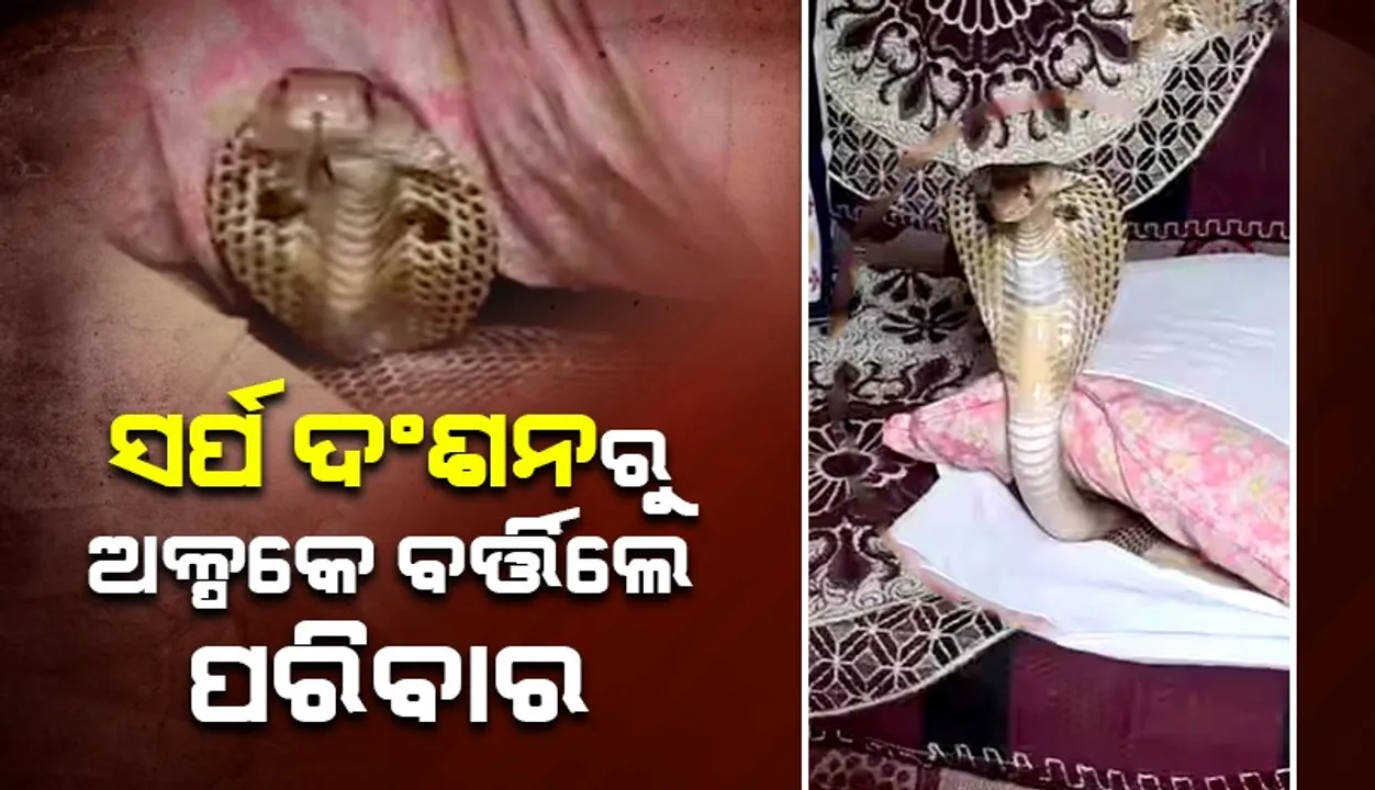  ସୋଫାରେ ଥିବା ତକିଆ ଖୋଳ ଭିତରୁ ବାହାରିଲା ନାଗସାପ