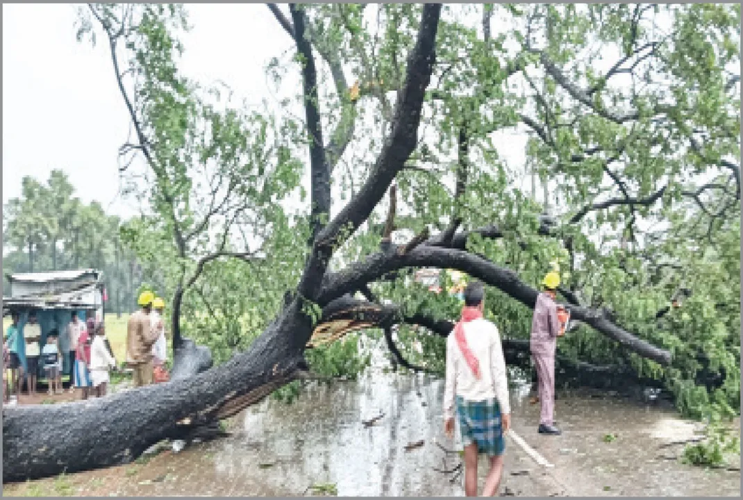 ବାତ୍ୟା ପରେ ଧାମରା ସ୍ଥିତି ବେହାଲ: ବିଭିନ୍ନ ସ୍ଥାନରେ ଗଛପଡ଼ି ରାସ୍ତା ଅବରୋଧ