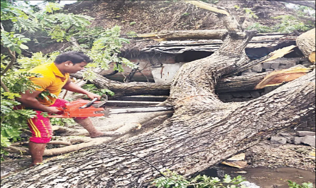  ରାଜନଗରରେ ସର୍ବାଧିକ କ୍ଷତି: ଭାଙ୍ଗିଲା ୫୦ ହଜାରରୁ ଅଧିକ ଗଛ, ଶତାଧିକ ଘର