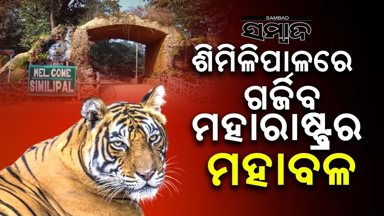  ଶିମିଳିପାଳରେ ବାଘ ବଂଶ ବୃଦ୍ଧି ଲକ୍ଷ୍ୟ; ମହାରାଷ୍ଟ୍ରରୁ ଆସିଲା ମହାବଳ
