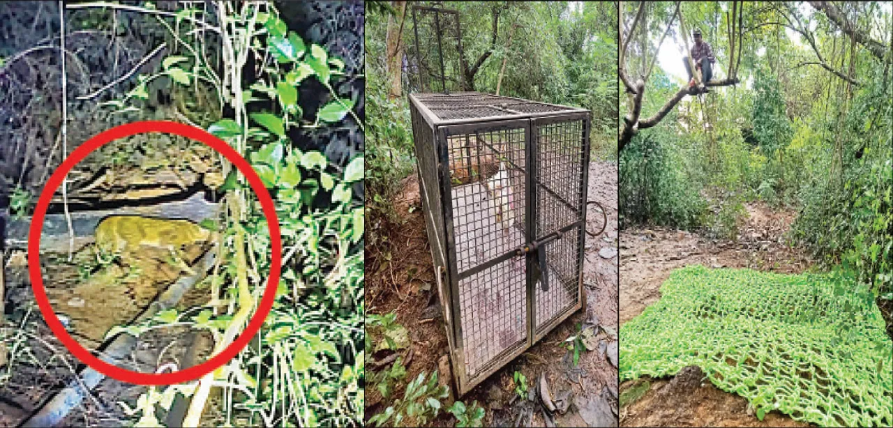  ବାଘ ଖୋଜିଲେ, ବଣଭୁଆ ପାଇଲେ: ତଥାପି ଜାଲ, ଜନ୍ତା‌ ଧରି ଛକିଛନ୍ତି