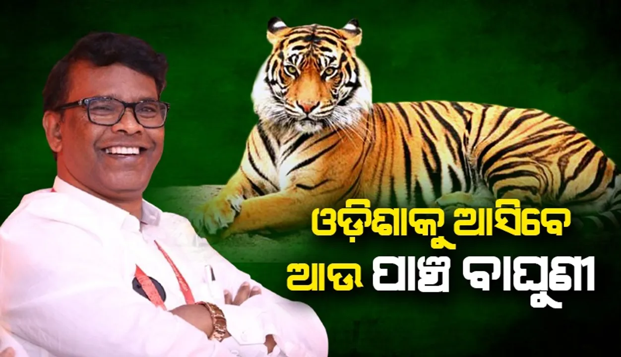  ମହାରାଷ୍ଟ୍ରରୁ ଓଡ଼ିଶାକୁ ଆସିବେ ଆଉ ୫ ବାଘୁଣୀ: ଜଙ୍ଗଲ ପରିବେଶ ମନ୍ତ୍ରୀ