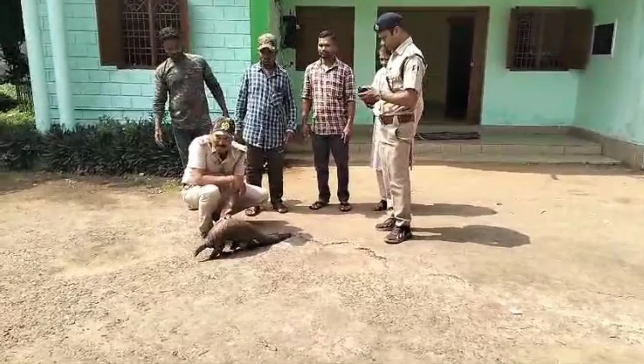  ବଜ୍ରକାପ୍ତା ଉଦ୍ଧାର, ସ୍ବାସ୍ଥ୍ୟ ପରୀକ୍ଷା ପରେ ଜଙ୍ଗଲରେ ଛାଡ଼ିବା ନେଇ ନିଷ୍ପତ୍ତି