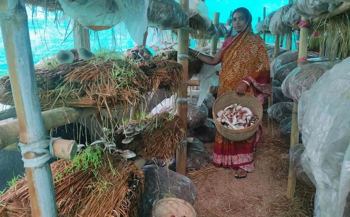 ୧୫ ଲକ୍ଷ ଟଙ୍କାରୁ ଅଧିକ ଛତୁ ବିକିଲେଣି ସଫଳ କାହାଣୀର ନାୟିକା ଅନିତା ମହାନ୍ତ