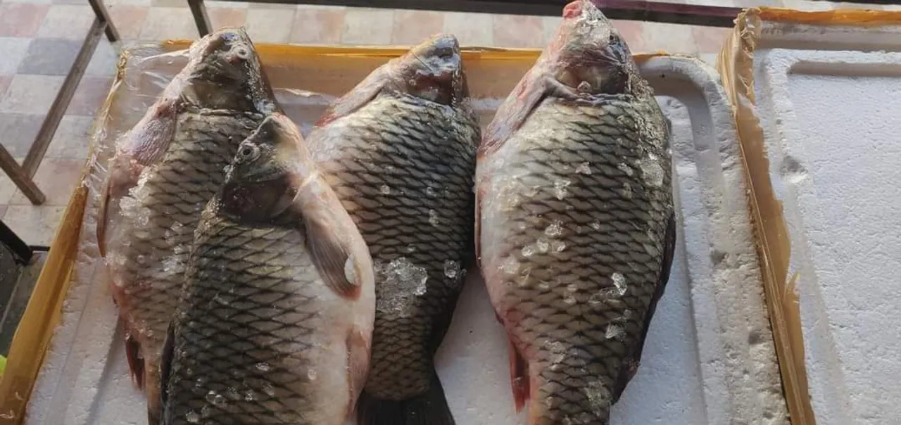  ପୋଖରୀରେ ବିଷ ପକାଇ ମାରିଦେଲେ ମାଛ
