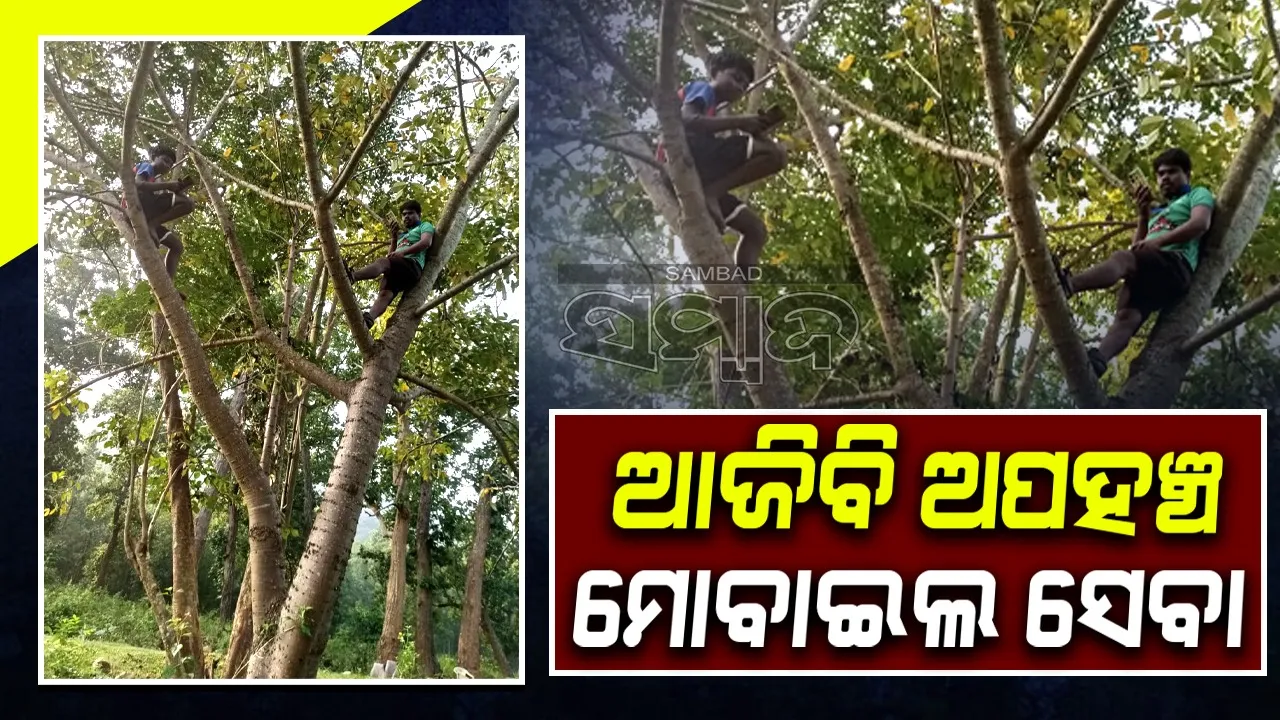  ଓଡ଼ିଶାର ଏହି ଅଞ୍ଚଳରେ ଗଛ ଉପରକୁ ଚଢ଼ିଲେ ମିଳିଥାଏ ମୋବାଇଲ୍‌ ନେଟ୍‌ୱର୍କ