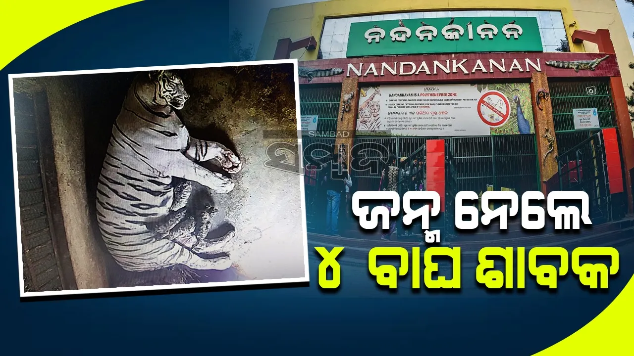  ନନ୍ଦନକାନନରେ ବାଘ ସଂଖ୍ୟା ବୃଦ୍ଧି: ରୁପା ଜନ୍ମ ଦେଲା ୪ ଶାବକ