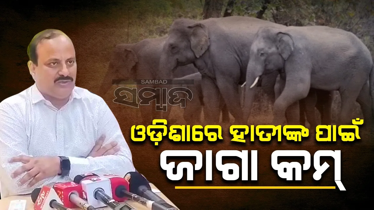  ଓଡ଼ିଶାରେ ଯେତିକି ହାତୀ ରହି ପାରିବା କଥା ତାହାଠୁ ୪୦୦ ଅଧିକ ହାତୀ ଅଛନ୍ତି