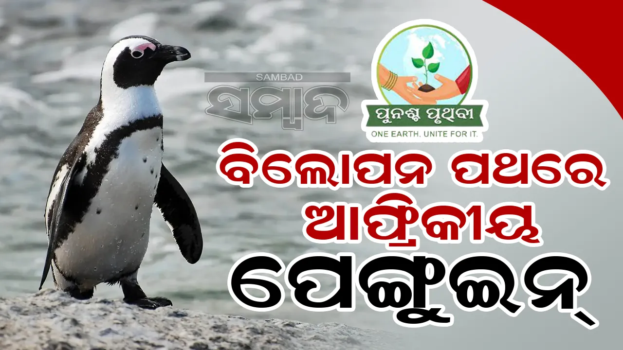 ବିଲୋପନ ପଥରେ  ଆଫ୍ରିକୀୟ ପେଙ୍ଗୁଇନ୍‌