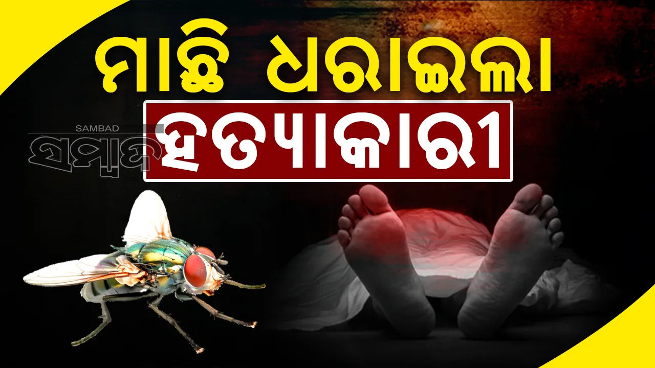  ମାଛି ଧରାଇ ଦେଲା ହତ୍ୟାକାରୀ: ମାମୁଁଙ୍କୁ ହତ୍ୟା କରିଥିଲା ଭଣଜା