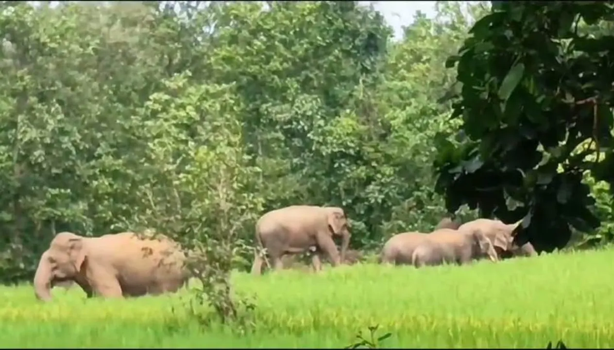  ୩ ବର୍ଷରେ ହାତୀ ନେଇଛନ୍ତି ୬୬୮ ଜୀବନ