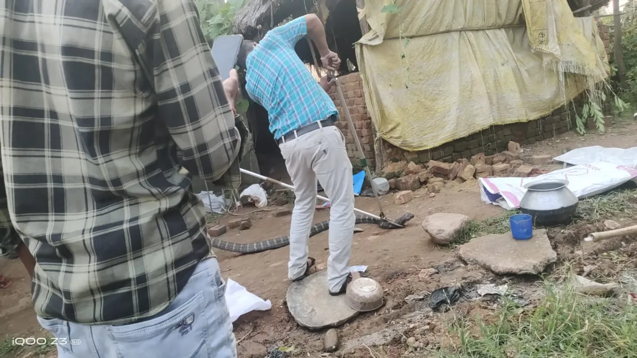 ବାଙ୍ଗିରିପୋଷିରୁ ବିରାଟକାୟ ଅହିରାଜ ଉଦ୍ଧାର, ଦୁଇ ବର୍ଷରେ ୪ଟି ସାପ ଠାବ