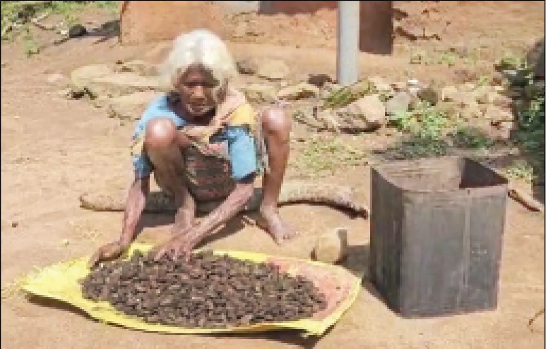  ‘ସମ୍ବାଦ’ର ଗ୍ରାଉଣ୍ଡ୍‌ ରିପୋର୍ଟ: ‘ଖାଦ୍ୟାଭାବ ସମୟରେ ଆମ୍ବଟାକୁଆ ଖାଉ’