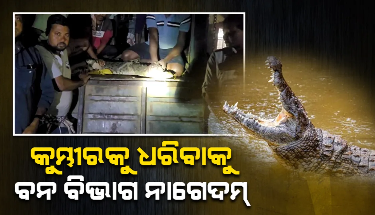  ବିଚିତ୍ରପୁର ନାଳରୁ ଧରା ପଡ଼ିଲା ୭ ଫୁଟ ୬ ଇଞ୍ଚ ଲମ୍ବର ବଉଳା କୁମ୍ଭୀର